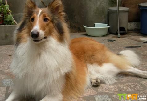 苏格兰牧羊犬在哪买