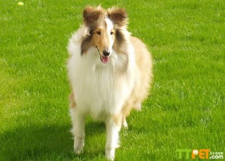 苏格兰牧羊犬的性格