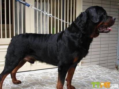 罗威纳犬是哪个国家