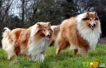 �ո�������Ȯ����ɫ