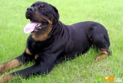 ������ȮѪͳ