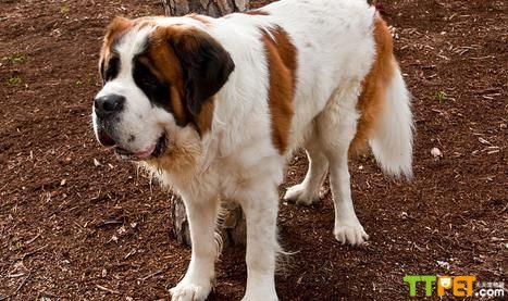 ʥ����Ȯ������