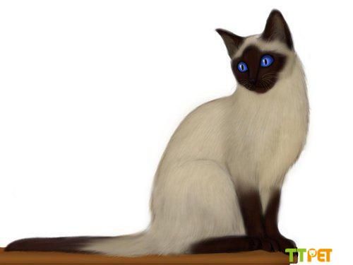 ����è����