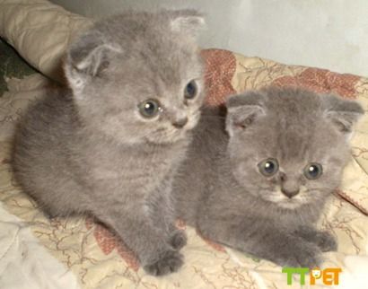 Ӣ����ëè������