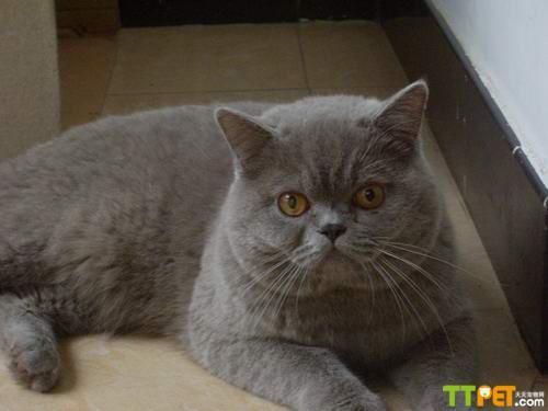 Ӣ����ëè�Ŵ���