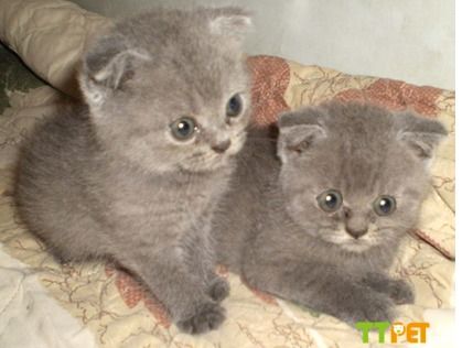 ������ëè����