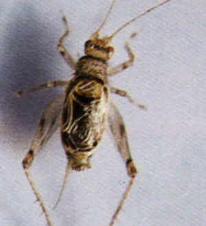 ����-��������-��ٿ�