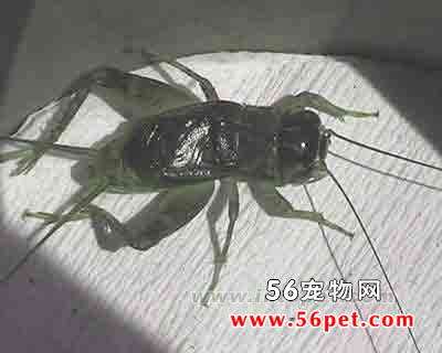 昆虫相扑家——蟋蟀-蟋蟀百科