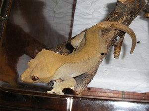 ��������-���泣ʶ