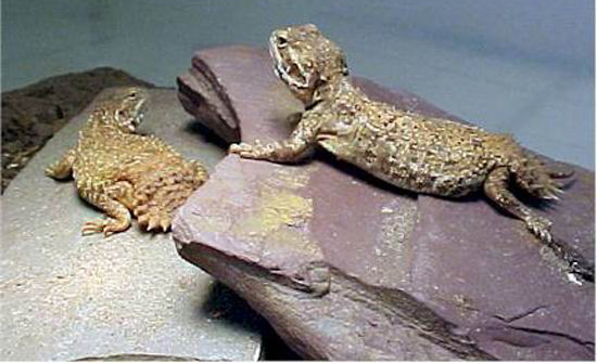 ������׃��������-��������