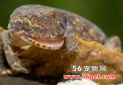 Ǧɽڻ-泣Ʒ