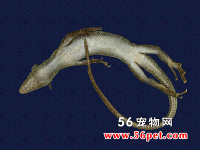 ����-���泣��Ʒ��