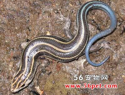 ����-���泣��Ʒ��