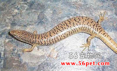 ����-���泣��Ʒ��