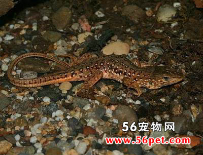 �ܵ�����-���泣��Ʒ��