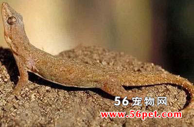 ��β�Ợ-��������Ʒ��