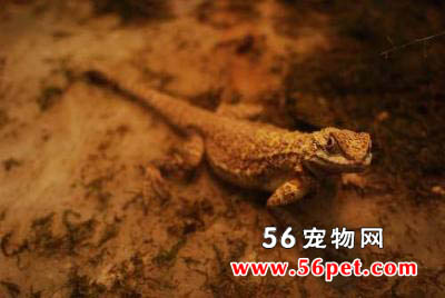 ��β�Ợ-��������Ʒ��