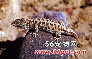 ��Įɳ��-��������Ʒ��